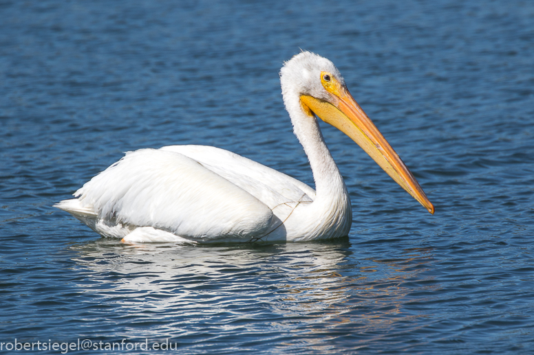 emily renzel wetlands